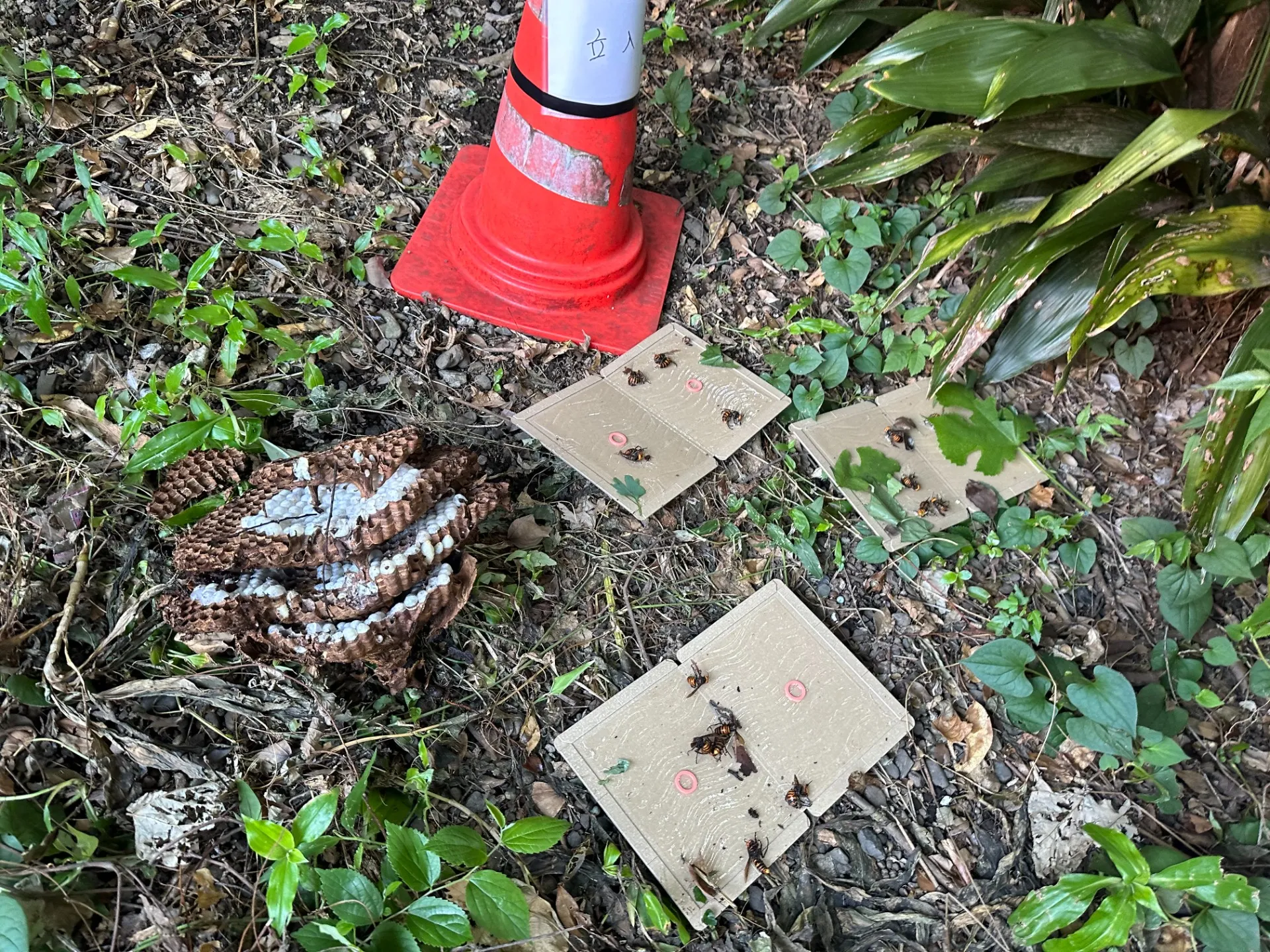 オオスズメバチ駆除