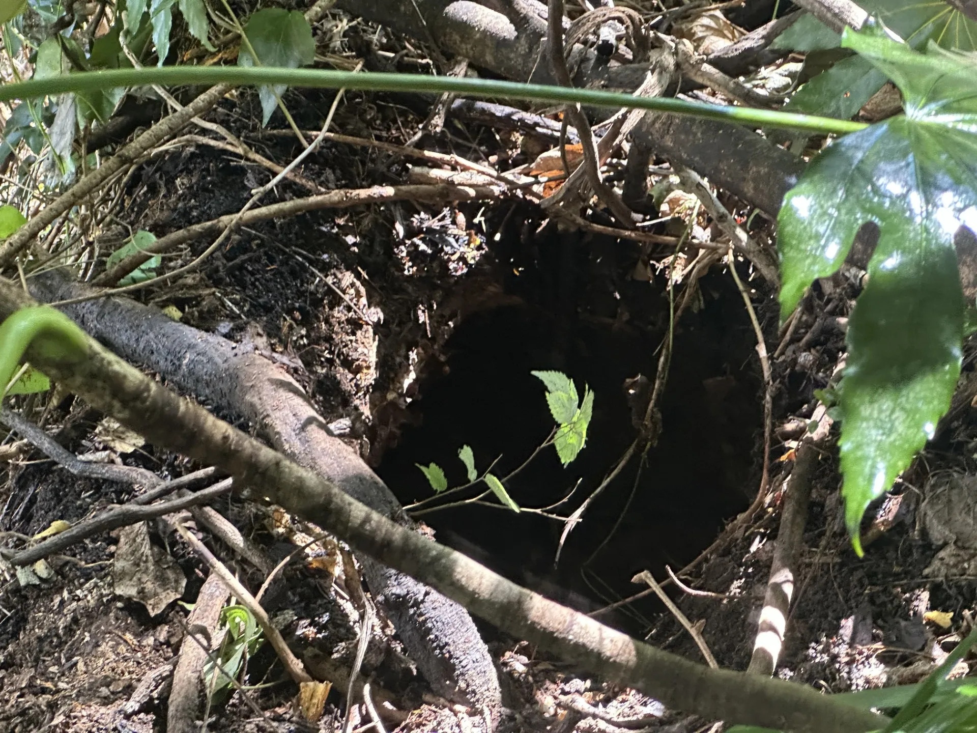 オオスズメバチ駆除