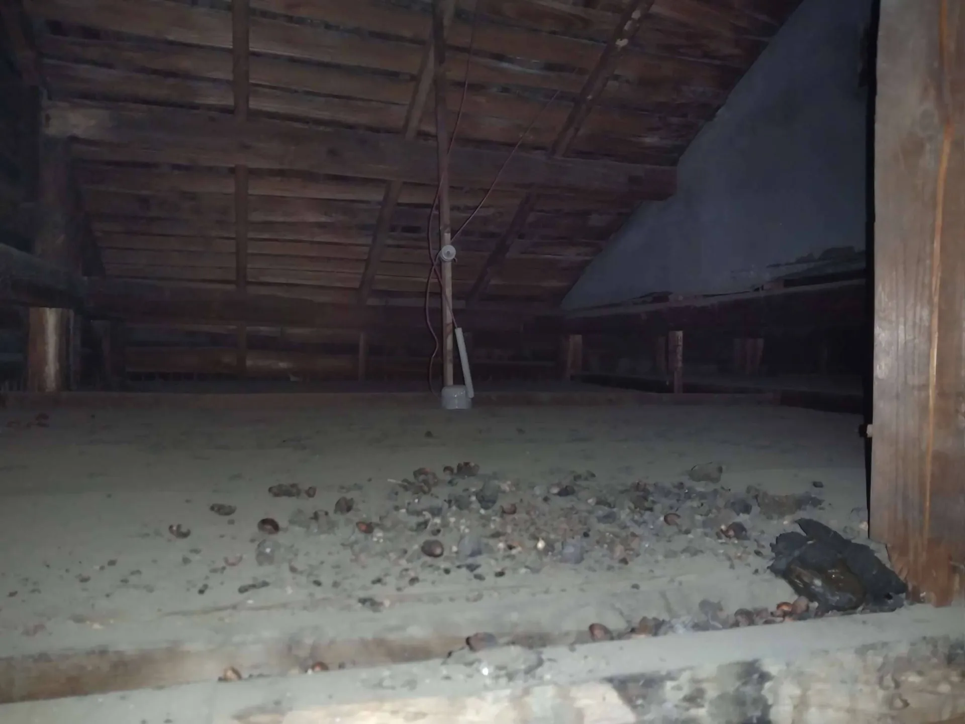 ハクビシン糞掃除