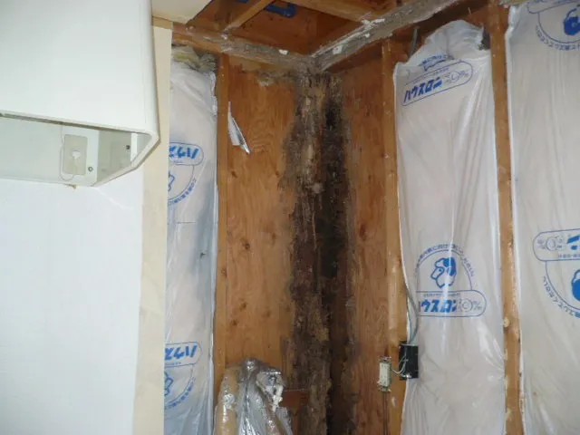 「虫の知らせ」冬でも活動するシロアリ!