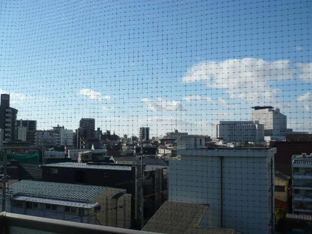 ハトがベランダに入って来る!最善の対策は⁉